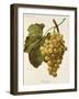 Buckland Grape-A. Kreyder-Framed Giclee Print