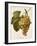 Buckland Grape-A. Kreyder-Framed Giclee Print