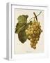 Buckland Grape-A. Kreyder-Framed Giclee Print