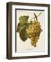 Buckland Grape-A. Kreyder-Framed Giclee Print