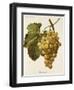 Buckland Grape-A. Kreyder-Framed Giclee Print