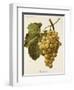 Buckland Grape-A. Kreyder-Framed Giclee Print