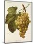 Buckland Grape-A. Kreyder-Mounted Giclee Print