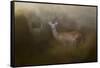 Bucks in August-Jai Johnson-Framed Stretched Canvas