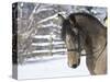 Buckskin Morgan Mare Head, Longmont, Colorado, USA-Carol Walker-Stretched Canvas