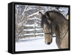 Buckskin Morgan Mare Head, Longmont, Colorado, USA-Carol Walker-Framed Stretched Canvas