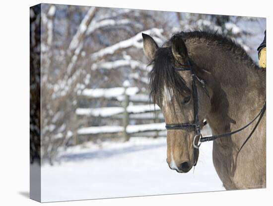 Buckskin Morgan Mare Head, Longmont, Colorado, USA-Carol Walker-Stretched Canvas