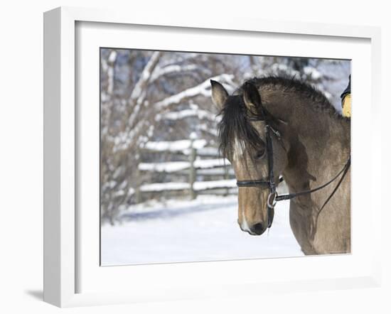 Buckskin Morgan Mare Head, Longmont, Colorado, USA-Carol Walker-Framed Photographic Print