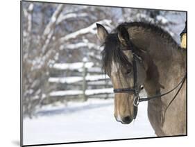 Buckskin Morgan Mare Head, Longmont, Colorado, USA-Carol Walker-Mounted Photographic Print