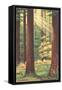 Bucolic Scene, Muir Woods, California-null-Framed Stretched Canvas