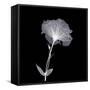 Bud in Bloom-null-Framed Stretched Canvas