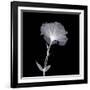 Bud in Bloom-null-Framed Photographic Print