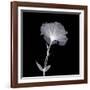 Bud in Bloom-null-Framed Photographic Print