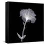 Bud in Bloom-null-Framed Stretched Canvas