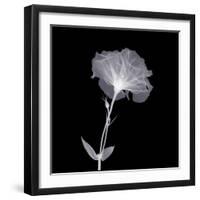 Bud in Bloom-null-Framed Photographic Print