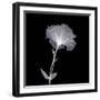Bud in Bloom-null-Framed Photographic Print