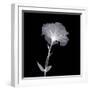 Bud in Bloom-null-Framed Photographic Print