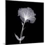 Bud in Bloom-null-Mounted Photographic Print