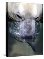 Budapest Zoo's 19 Year-Old Polar Bear (Ursus Maritimus) Catches Fish in Her Pool-null-Stretched Canvas