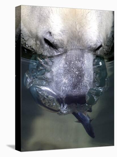 Budapest Zoo's 19 Year-Old Polar Bear (Ursus Maritimus) Catches Fish in Her Pool-null-Stretched Canvas