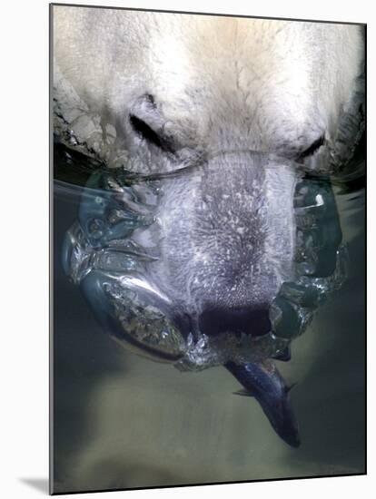 Budapest Zoo's 19 Year-Old Polar Bear (Ursus Maritimus) Catches Fish in Her Pool-null-Mounted Photographic Print