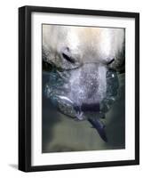 Budapest Zoo's 19 Year-Old Polar Bear (Ursus Maritimus) Catches Fish in Her Pool-null-Framed Photographic Print