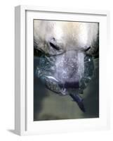 Budapest Zoo's 19 Year-Old Polar Bear (Ursus Maritimus) Catches Fish in Her Pool-null-Framed Photographic Print