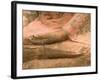 Buddha at Ayuthaya, Siam, Thailand-Gavriel Jecan-Framed Photographic Print