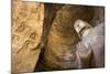 Buddha Caves, Datong, Shanxi Province, China-Paul Souders-Mounted Photographic Print