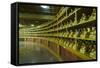 Buddha Collection under the Golden Maitreya Statue, Beopjusa Temple Complex, South Korea, Asia-Michael Runkel-Framed Stretched Canvas