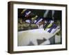 Buddha Eyes, Nepal-Michael Brown-Framed Photographic Print