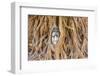 Buddha Head at Ayuthaya-David Ionut-Framed Photographic Print