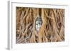 Buddha Head at Ayuthaya-David Ionut-Framed Photographic Print