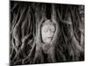 Buddha Head in the Roots of a Tree, Wat Mahathat, Ayutthaya Historical Park, Ayutthaya, Thailand-null-Mounted Premium Photographic Print