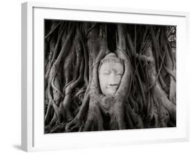 Buddha Head in the Roots of a Tree, Wat Mahathat, Ayutthaya Historical Park, Ayutthaya, Thailand-null-Framed Photographic Print