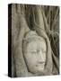 Buddha Head, Wat Mahathat, Ayutthaya, UNESCO World Heritage Site, Thailand, Southeast Asia, Asia-Richard Maschmeyer-Stretched Canvas