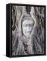 Buddha Head, Wat Phra Mahathat, Ayutthaya, Thailand-Michele Falzone-Framed Stretched Canvas