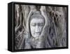 Buddha Head, Wat Phra Mahathat, Ayutthaya, Thailand-Michele Falzone-Framed Stretched Canvas