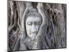 Buddha Head, Wat Phra Mahathat, Ayutthaya, Thailand-Michele Falzone-Mounted Photographic Print