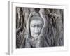 Buddha Head, Wat Phra Mahathat, Ayutthaya, Thailand-Michele Falzone-Framed Photographic Print