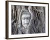 Buddha Head, Wat Phra Mahathat, Ayutthaya, Thailand-Michele Falzone-Framed Photographic Print