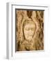 Buddha in Tree Ruts at Ayuthaya, Siam, Thailand-Gavriel Jecan-Framed Photographic Print