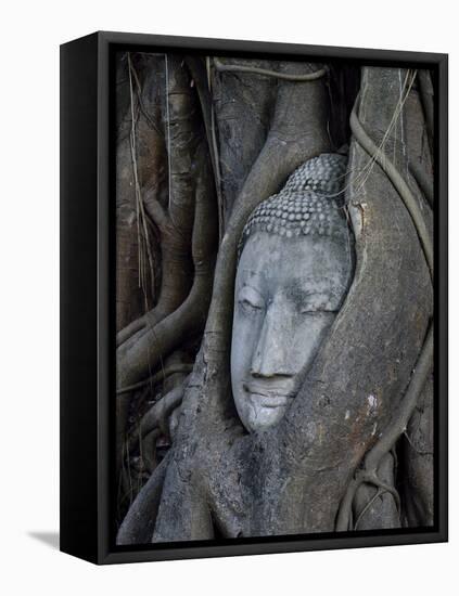 Buddha's Head is Embeded in Tree Roots, A Beautifu and Popularedl Ancient Site in Ayutthaya as A Wo-Flying Fox-Framed Stretched Canvas