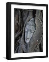 Buddha's Head is Embeded in Tree Roots, A Beautifu and Popularedl Ancient Site in Ayutthaya as A Wo-Flying Fox-Framed Photographic Print