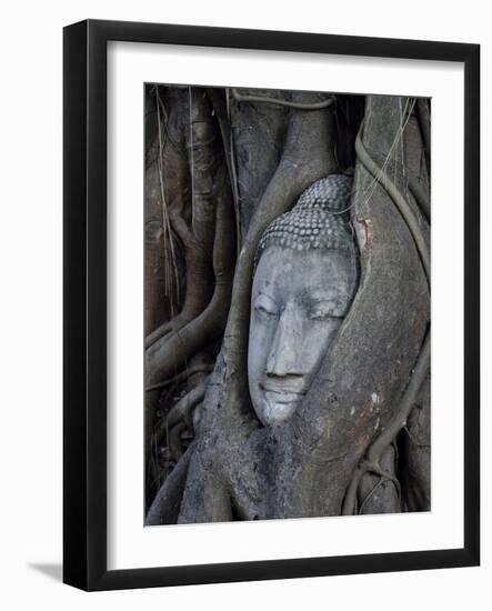 Buddha's Head is Embeded in Tree Roots, A Beautifu and Popularedl Ancient Site in Ayutthaya as A Wo-Flying Fox-Framed Photographic Print