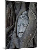 Buddha's Head is Embeded in Tree Roots, A Beautifu and Popularedl Ancient Site in Ayutthaya as A Wo-Flying Fox-Mounted Photographic Print