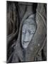 Buddha's Head is Embeded in Tree Roots, A Beautifu and Popularedl Ancient Site in Ayutthaya as A Wo-Flying Fox-Mounted Photographic Print