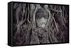 Buddha Sculpture Engulfed by Tree Roots-null-Framed Stretched Canvas