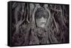 Buddha Sculpture Engulfed by Tree Roots-null-Framed Stretched Canvas