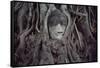 Buddha Sculpture Engulfed by Tree Roots-null-Framed Stretched Canvas